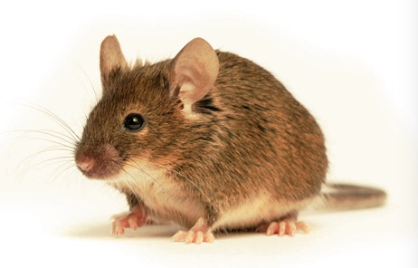 ���ֻ�3xTg-ADС��app/ps1/tauת����С��