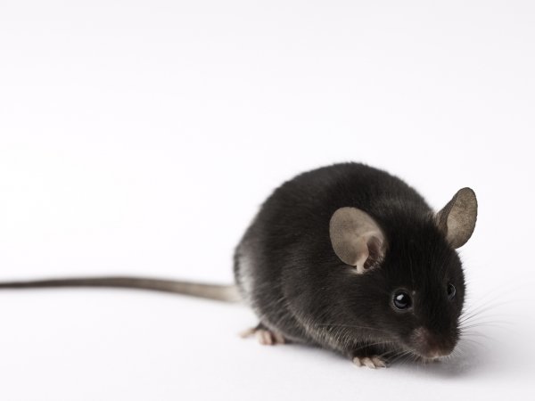 ��MAPTС��P301SС��PS19С����PS19С��۸�